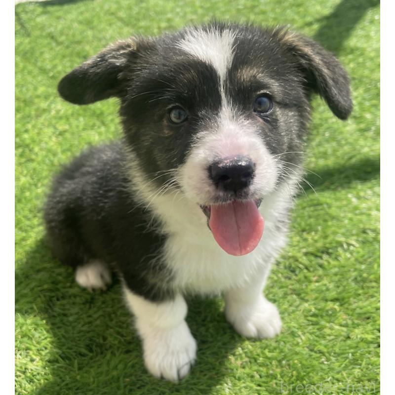 販売中の茨城県のウェルシュコーギーペンブローク-456587の3枚目