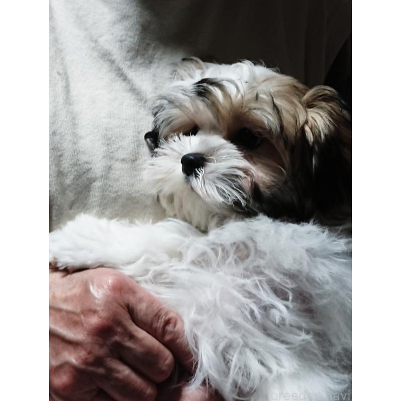 販売中の栃木県のマルシーズー:マルチーズ×シーズー-445699