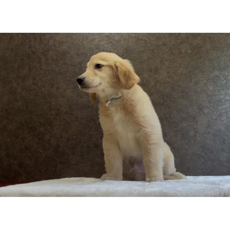 販売中の愛知県のゴールデンレトリーバー-456359の3枚目