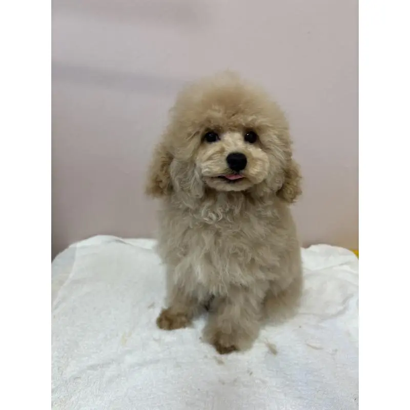 販売中の秋田県のタイニープードル-456360の5枚目