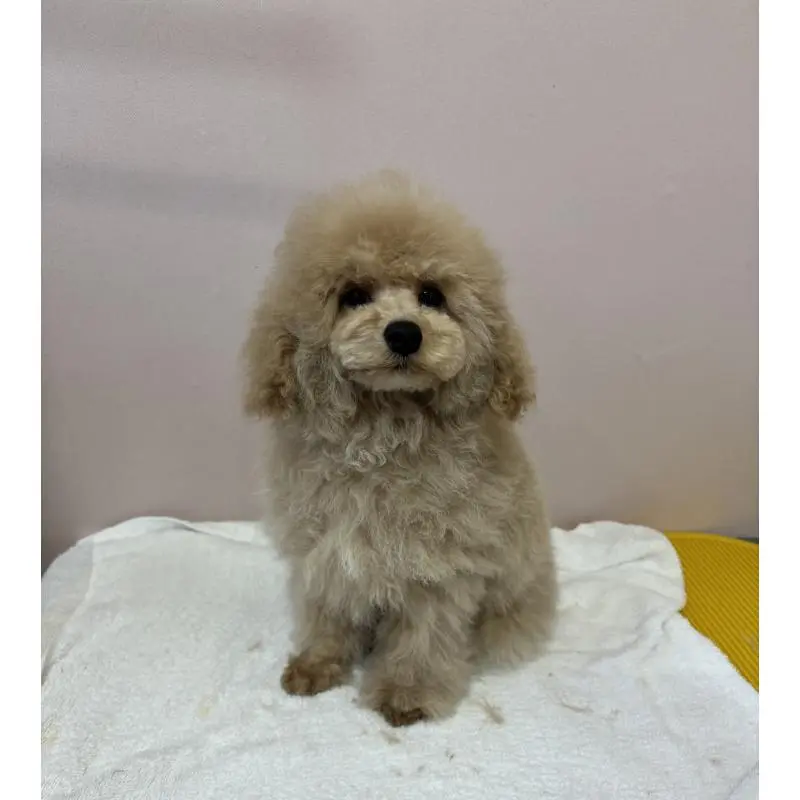 販売中の秋田県のタイニープードル-456360の4枚目