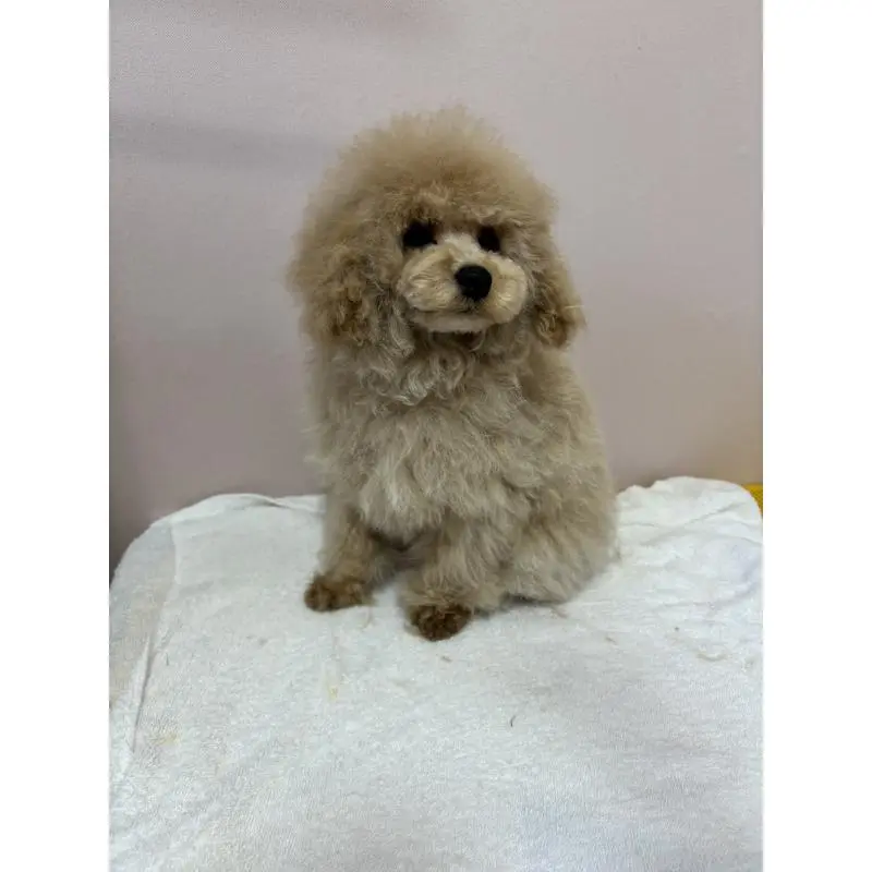 販売中の秋田県のタイニープードル-456360の3枚目