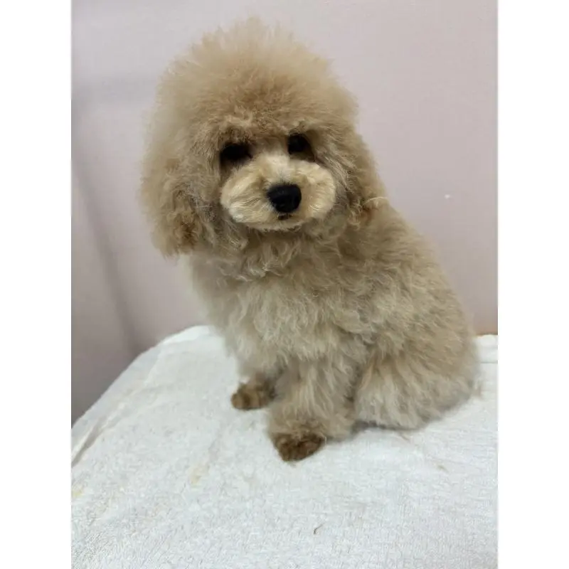 販売中の秋田県のタイニープードル-456360の2枚目