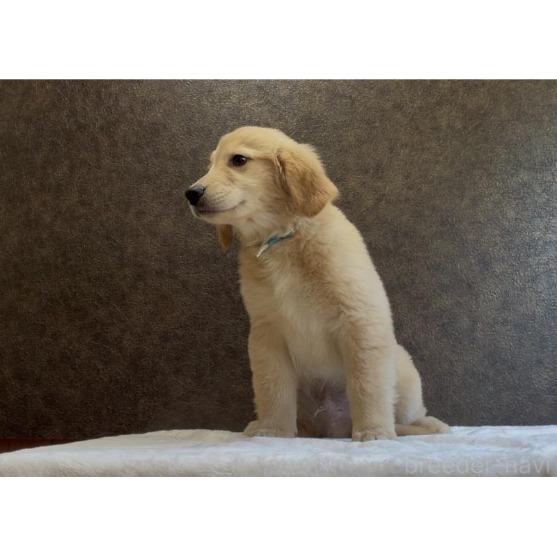 販売中の愛知県のゴールデンレトリーバー-456361の3枚目