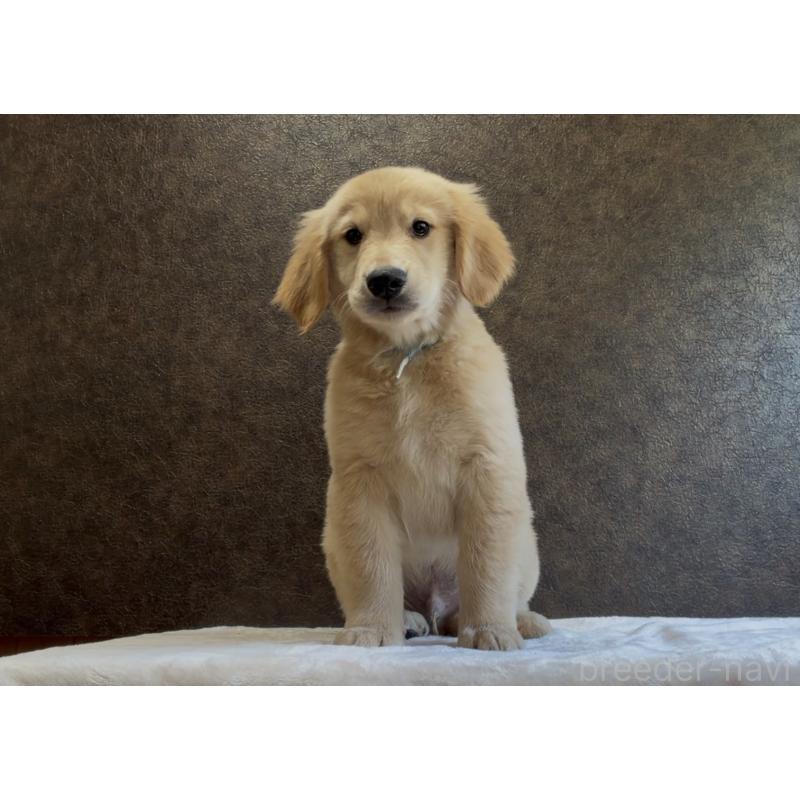 販売中の愛知県のゴールデンレトリーバー-456361の2枚目