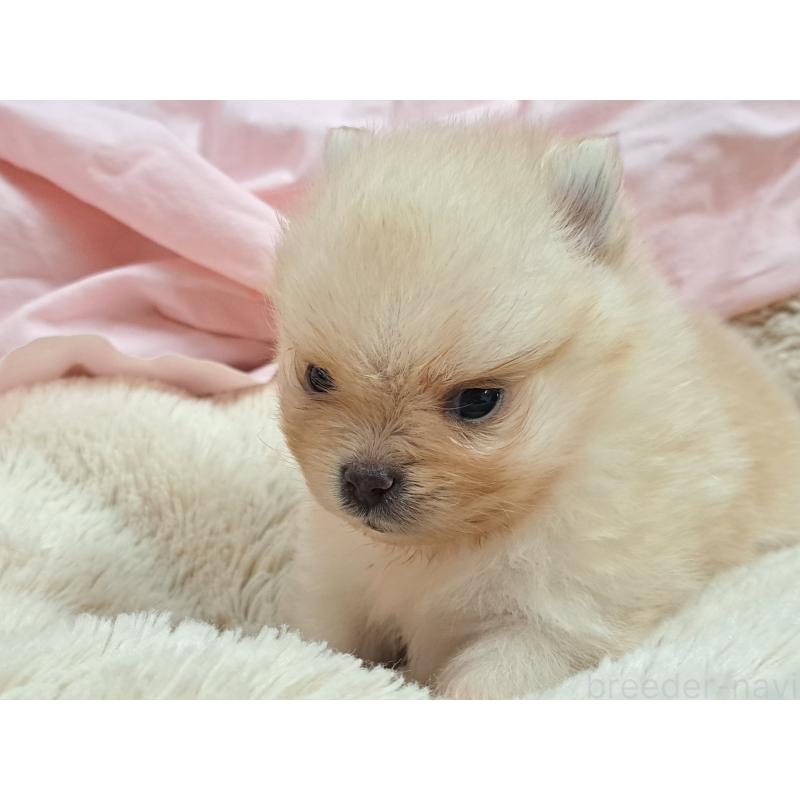 販売中の愛知県のポメラニアン-456362の8枚目