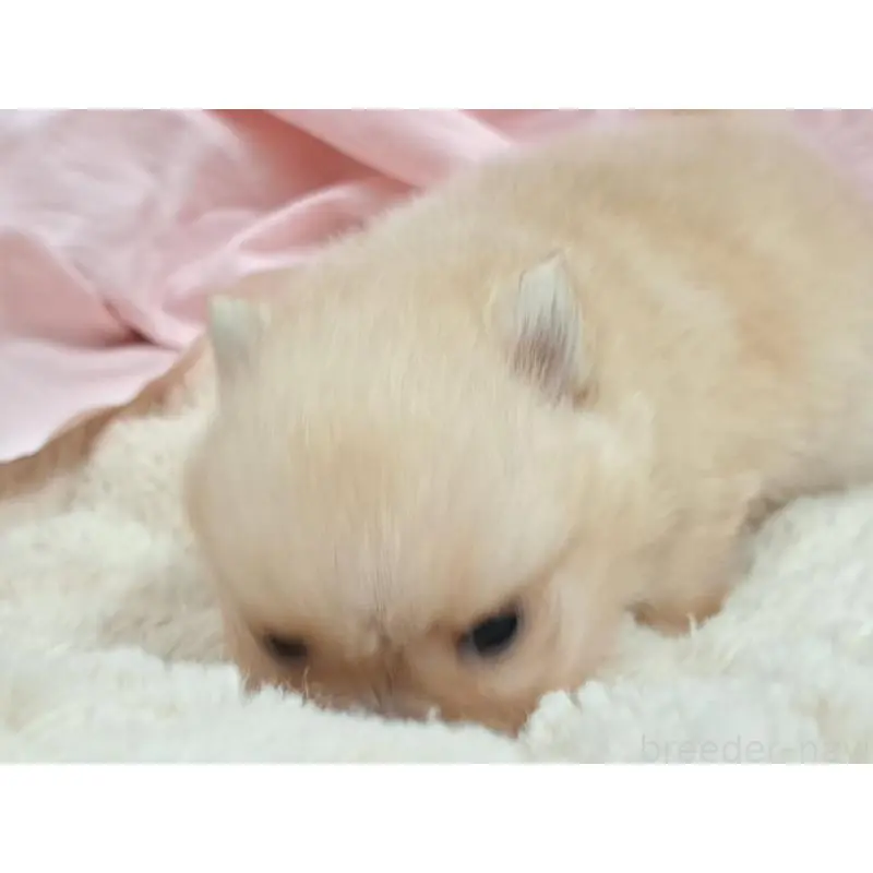 販売中の愛知県のポメラニアン-456362の7枚目