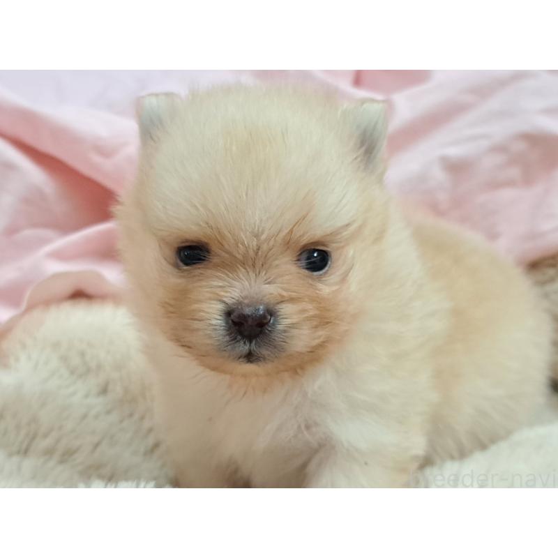 販売中の愛知県のポメラニアン-456362の6枚目