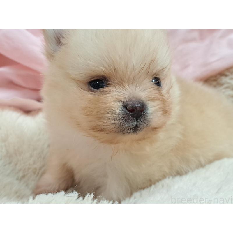 販売中の愛知県のポメラニアン-456362の5枚目