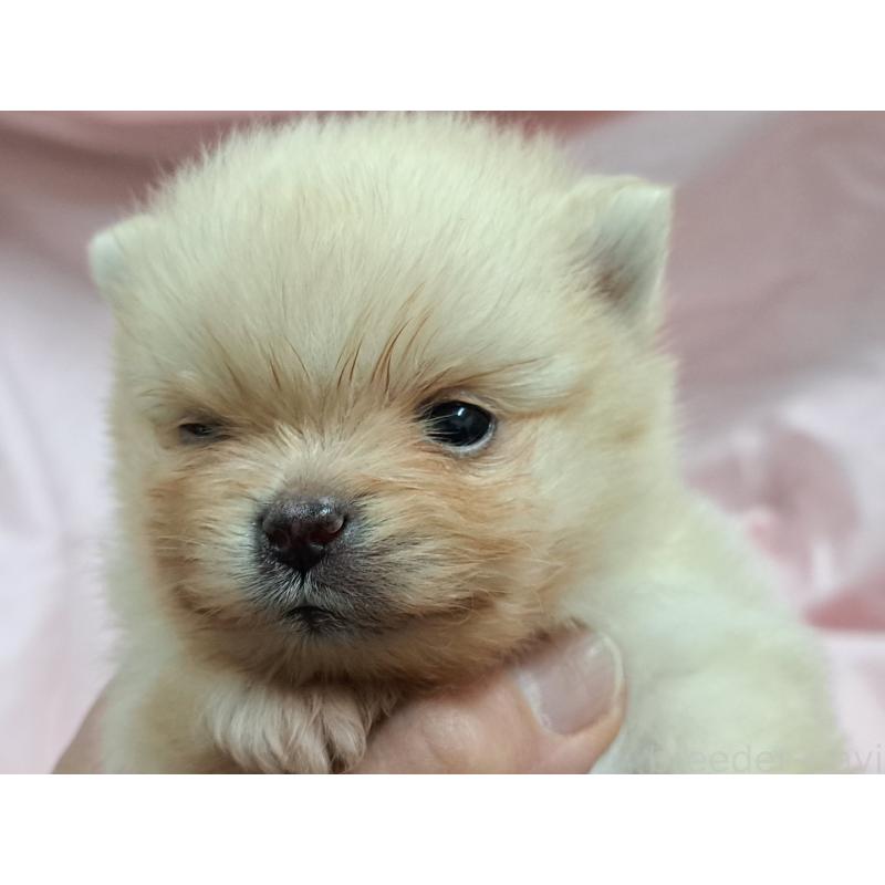 販売中の愛知県のポメラニアン-456362の4枚目