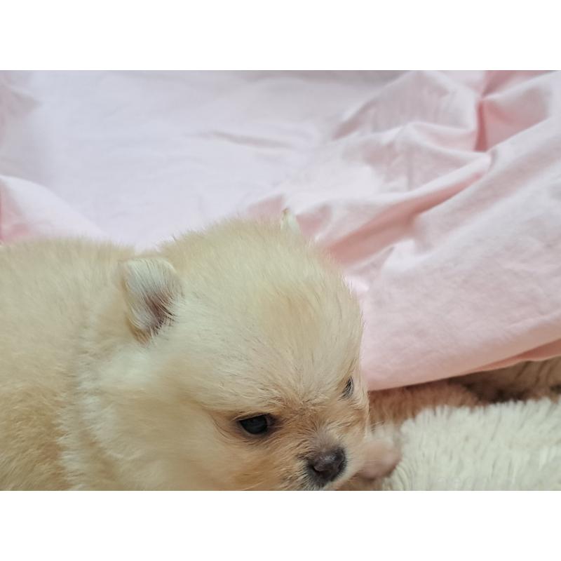 販売中の愛知県のポメラニアン-456362の3枚目