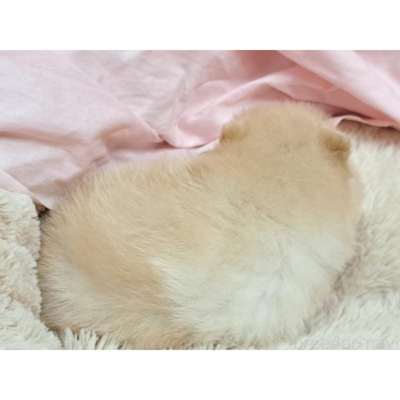 販売中の愛知県のポメラニアン-456362の2枚目