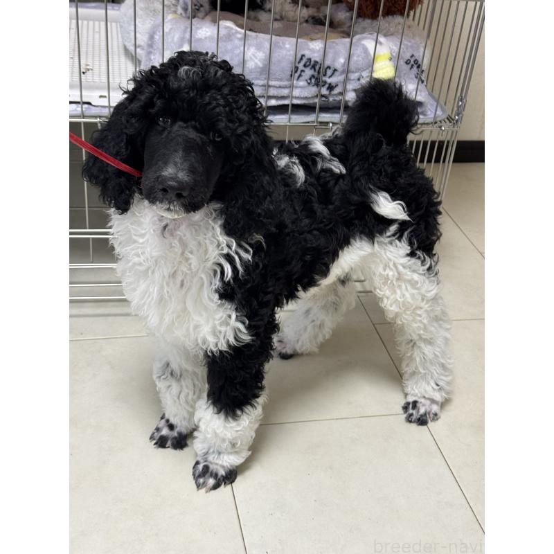 販売中の千葉県のスタンダードプードル-443223