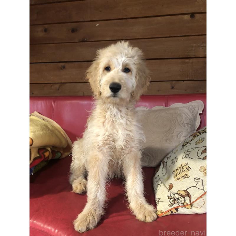 販売中の兵庫県のゴールデンドゥードル:ゴールデンレトリーバー×プードル-444195