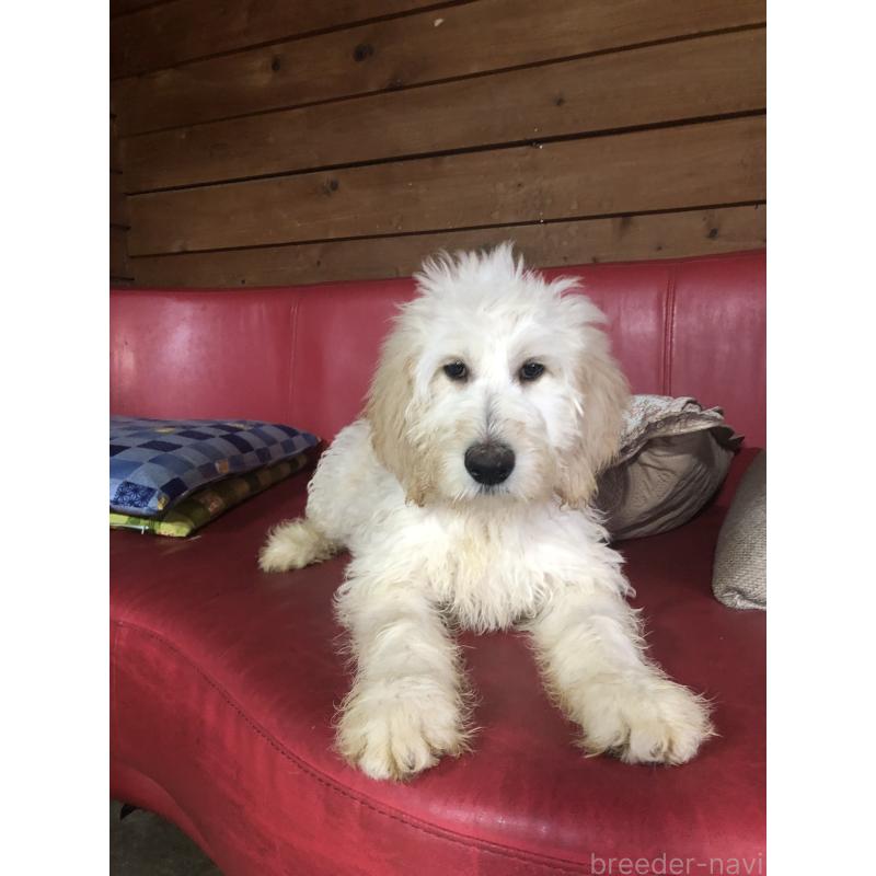 販売中の兵庫県のゴールデンドゥードル:ゴールデンレトリーバー×プードル-444205