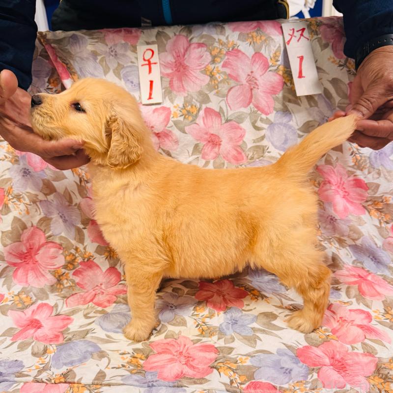 販売中の福岡県のゴールデンレトリーバー-456367の6枚目