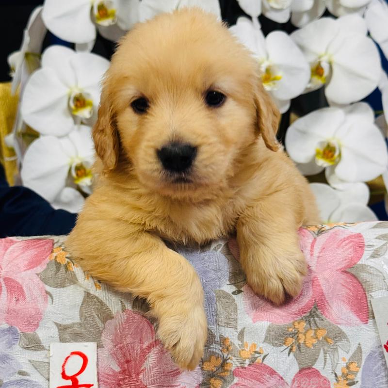 販売中の福岡県のゴールデンレトリーバー-456367の5枚目