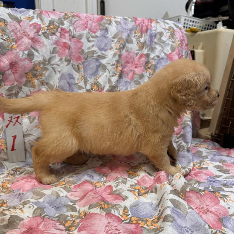 販売中の福岡県のゴールデンレトリーバー-456367の4枚目