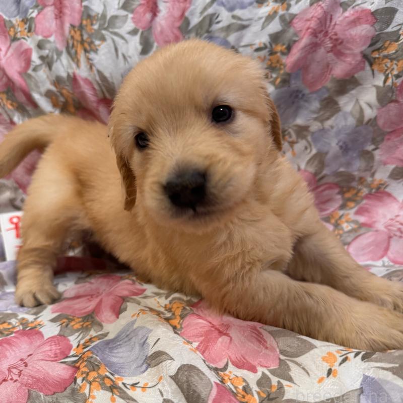 販売中の福岡県のゴールデンレトリーバー-456367の3枚目