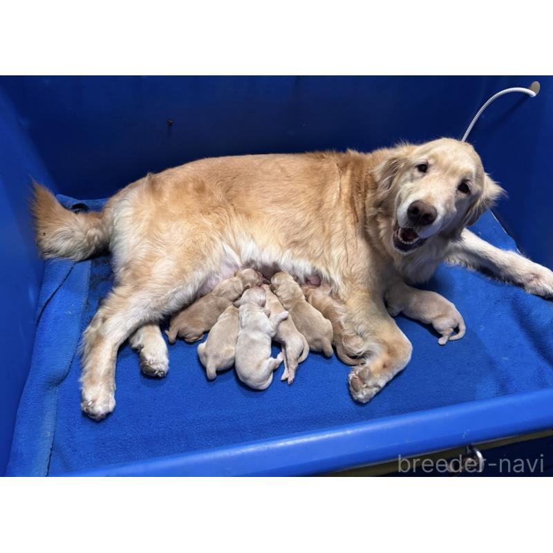 販売中の福岡県のゴールデンレトリーバー-456367の2枚目