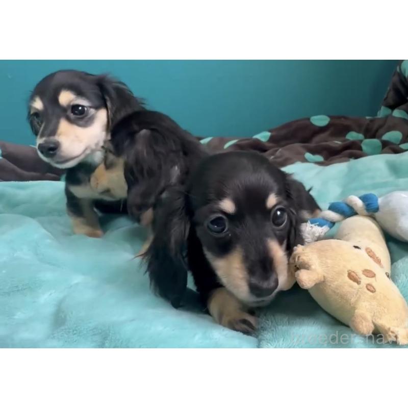 販売中の奈良県のミニチュアダックスフンド(ロングヘアード)-456365の7枚目