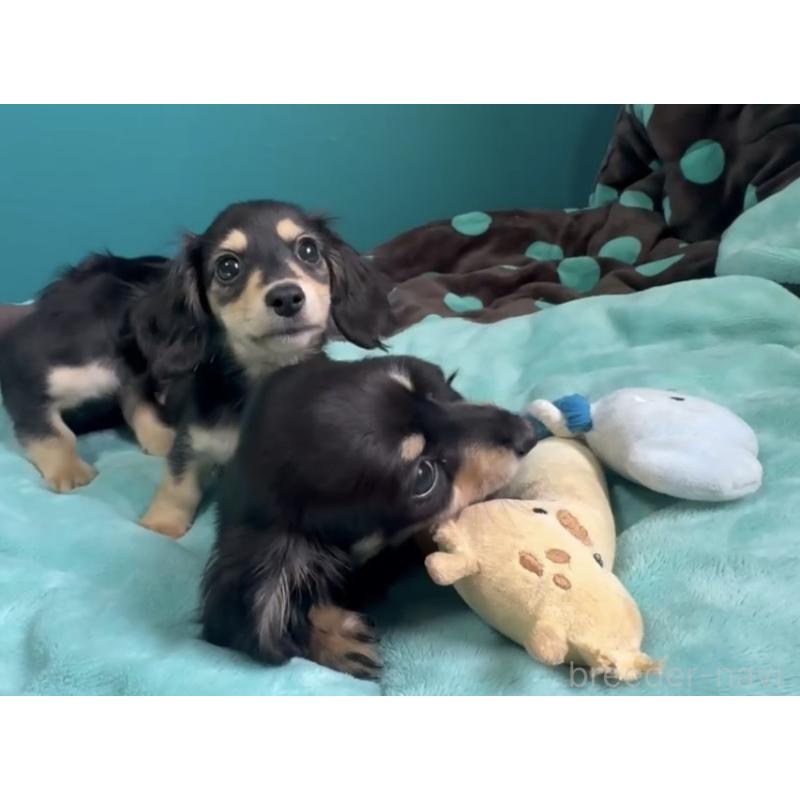 販売中の奈良県のミニチュアダックスフンド(ロングヘアード)-456365の6枚目