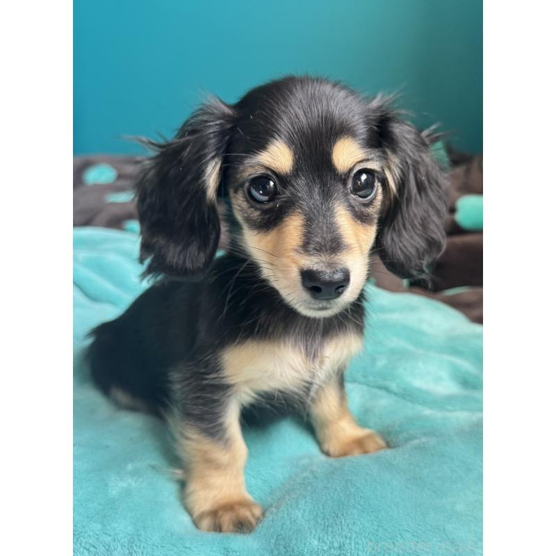 販売中の奈良県のミニチュアダックスフンド(ロングヘアード)-456365の5枚目