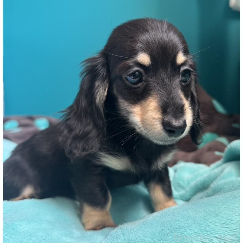 販売中の奈良県のミニチュアダックスフンド(ロングヘアード)-456365の4枚目