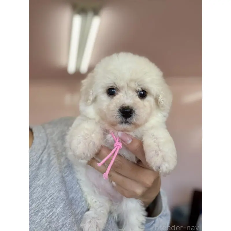 販売中の滋賀県のビションフリーゼ-456368の6枚目