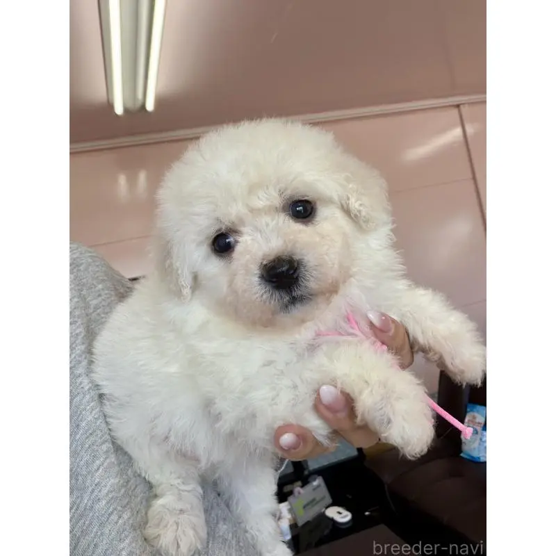 販売中の滋賀県のビションフリーゼ-456368の5枚目