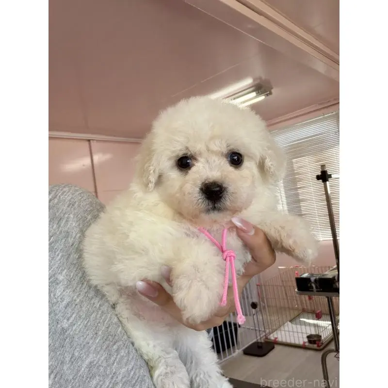 販売中の滋賀県のビションフリーゼ-456368の4枚目