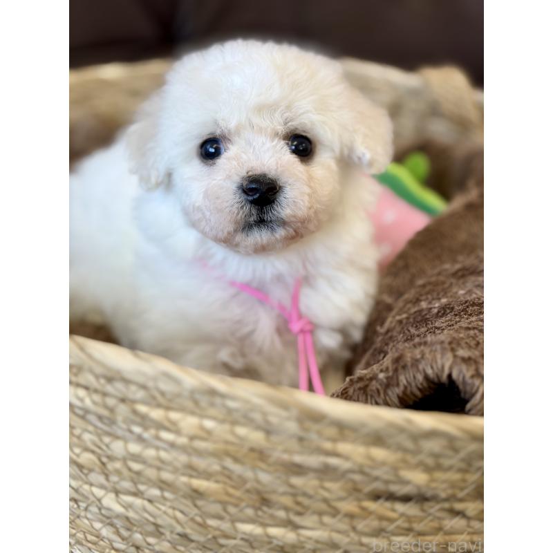 販売中の滋賀県のビションフリーゼ-456368の3枚目