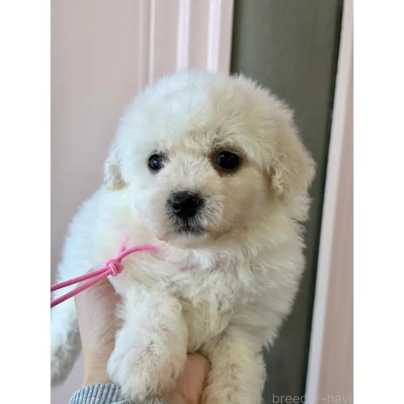 販売中の滋賀県のビションフリーゼ-456368の2枚目