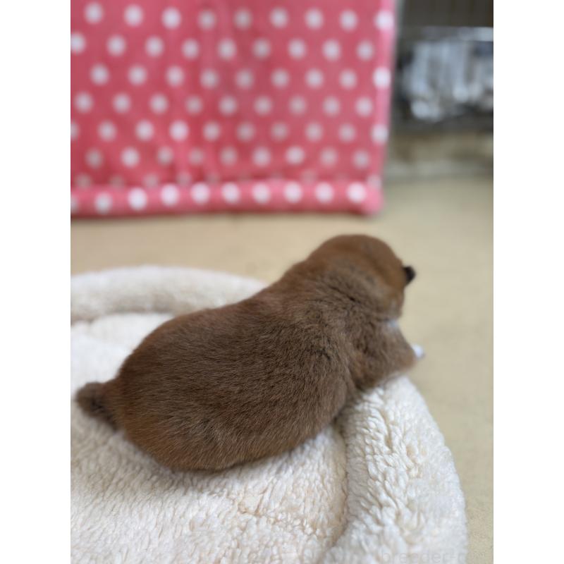 販売中の静岡県の豆柴-456369の6枚目