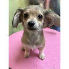 ♀︎チワックス:チワワ×ミニチュアダックスフンド