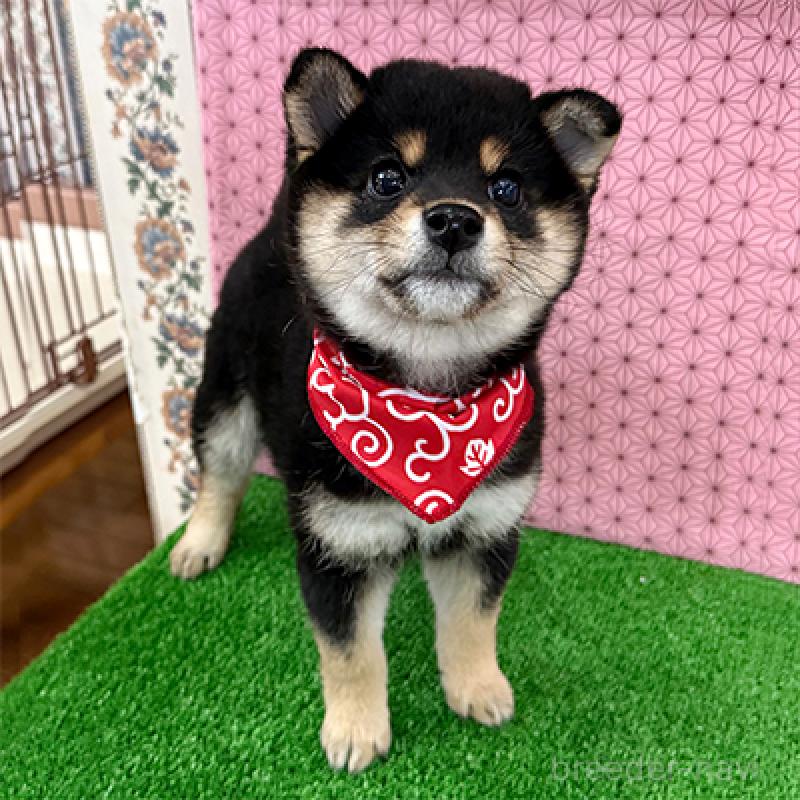 販売中の神奈川県の豆柴-453374