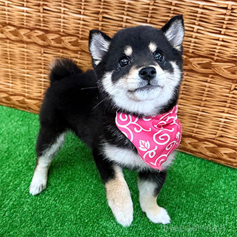 販売中の神奈川県の豆柴-452123