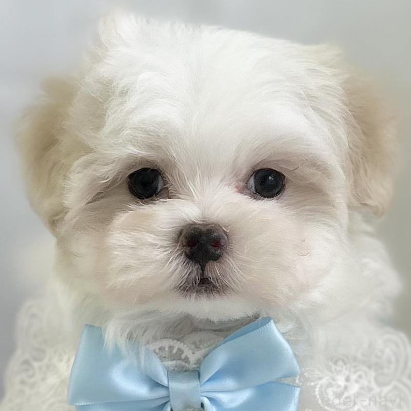 販売中の愛知県のマルチーズ-453879