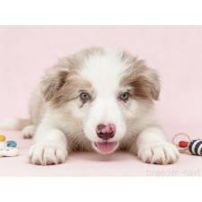 ♀︎ボーダーコリー