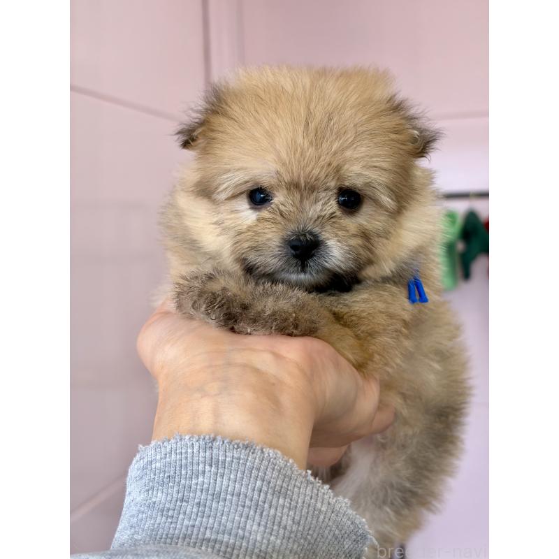 販売中の滋賀県のミックス犬-456607の6枚目