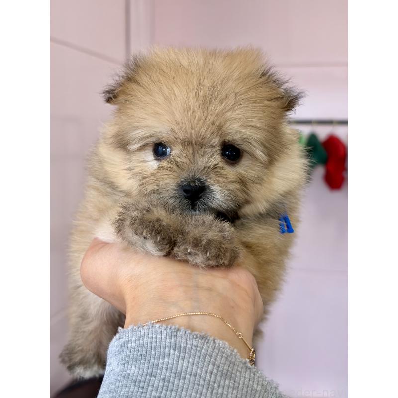 販売中の滋賀県のミックス犬-456607の5枚目