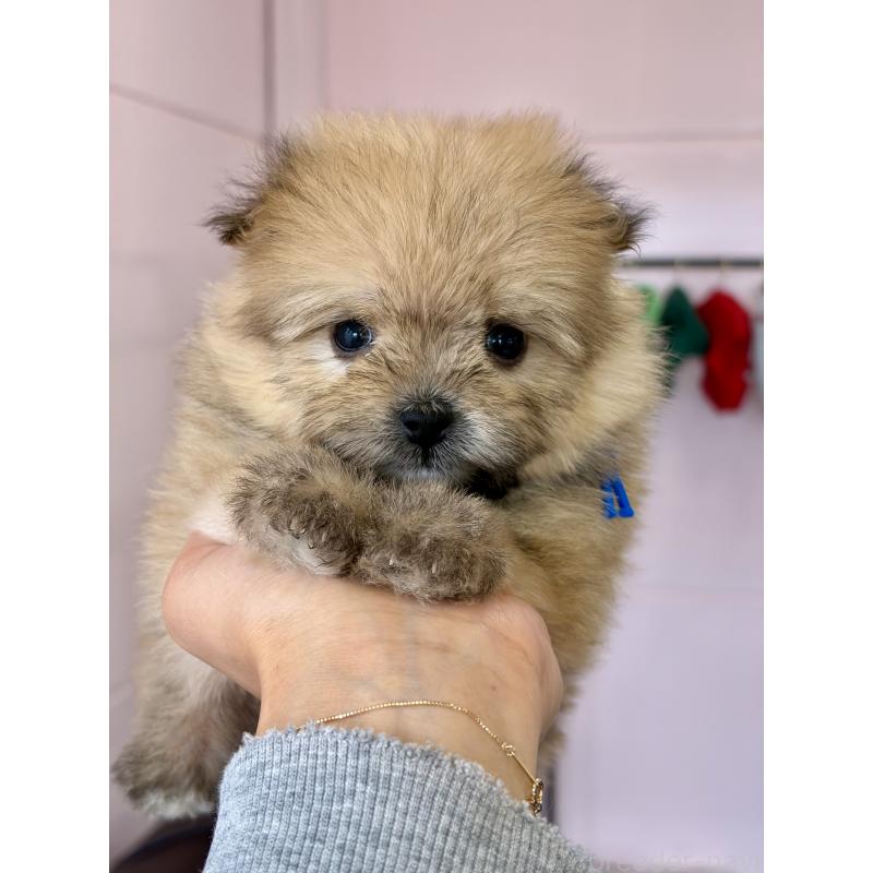 販売中の滋賀県のミックス犬-456607の4枚目