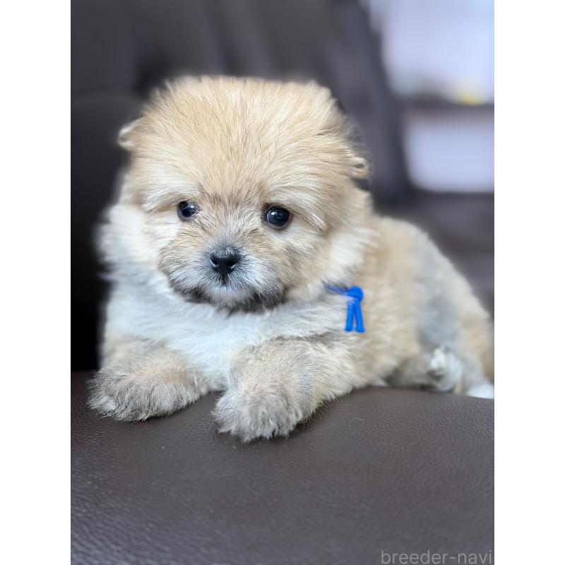 販売中の滋賀県のミックス犬-456607の3枚目