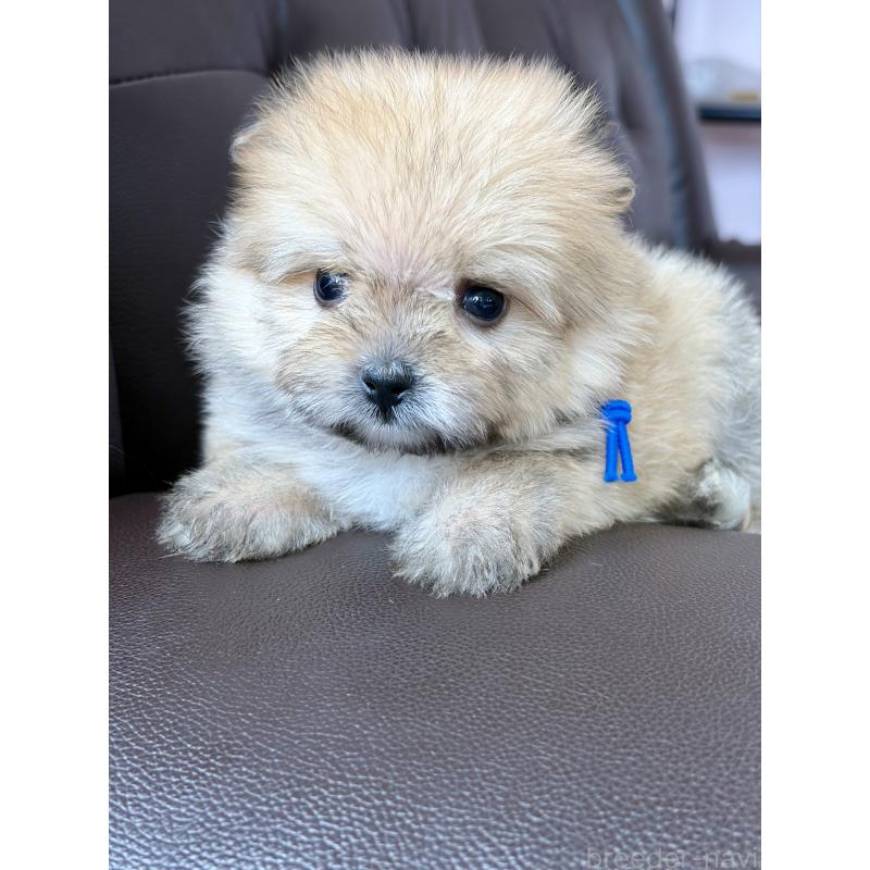 販売中の滋賀県のミックス犬-456607の2枚目