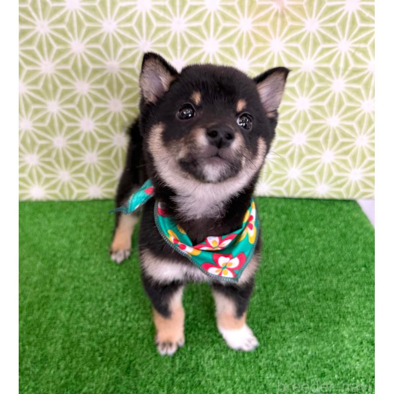 販売中の神奈川県の豆柴-453005