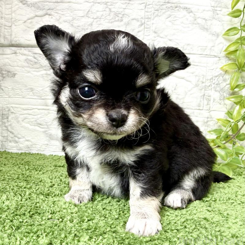 販売中の埼玉県のチワワ(ロングコート)-455208