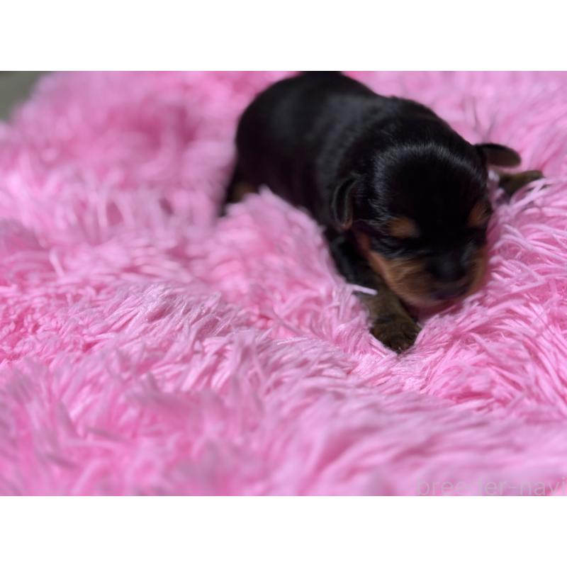 販売中の千葉県のヨークシャーテリア-456618の2枚目