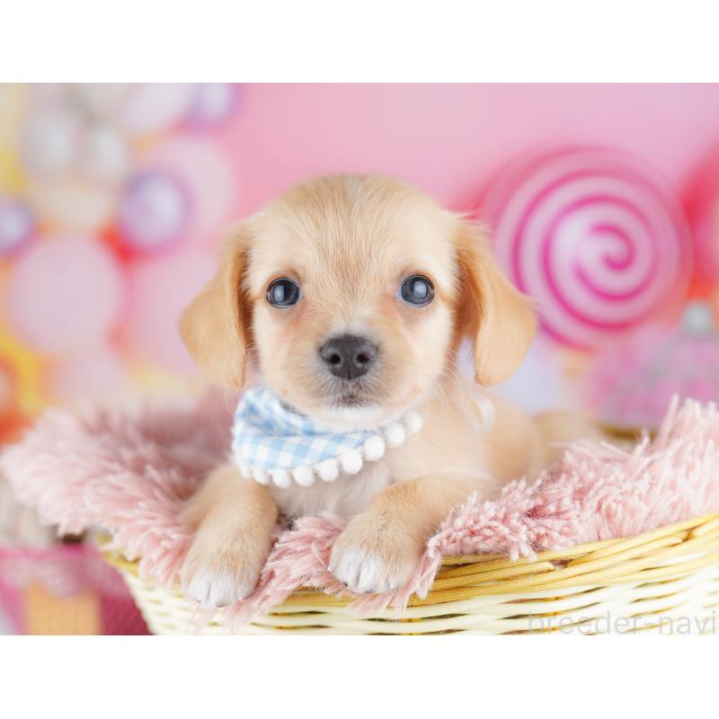 販売中の神奈川県のチワックス:チワワ×ミニチュアダックスフンド-456608の14枚目