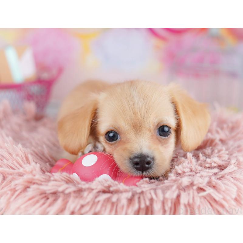 販売中の神奈川県のチワックス:チワワ×ミニチュアダックスフンド-456608の13枚目