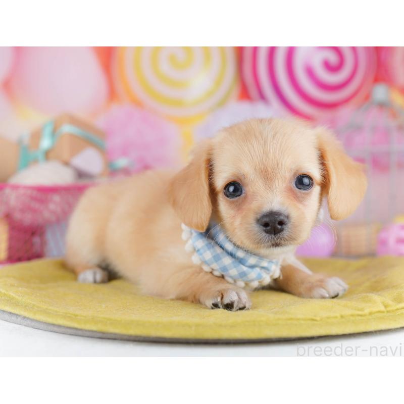 販売中の神奈川県のチワックス:チワワ×ミニチュアダックスフンド-456608の12枚目